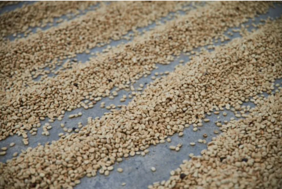 Chiapas Decaf - Image 5