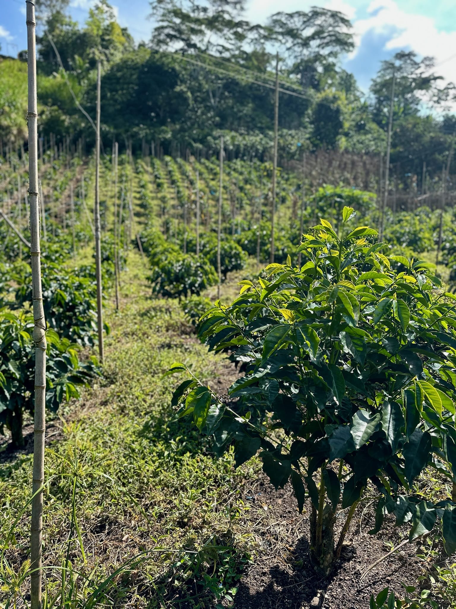 El Chaferote | Pink Bourbon - Image 10