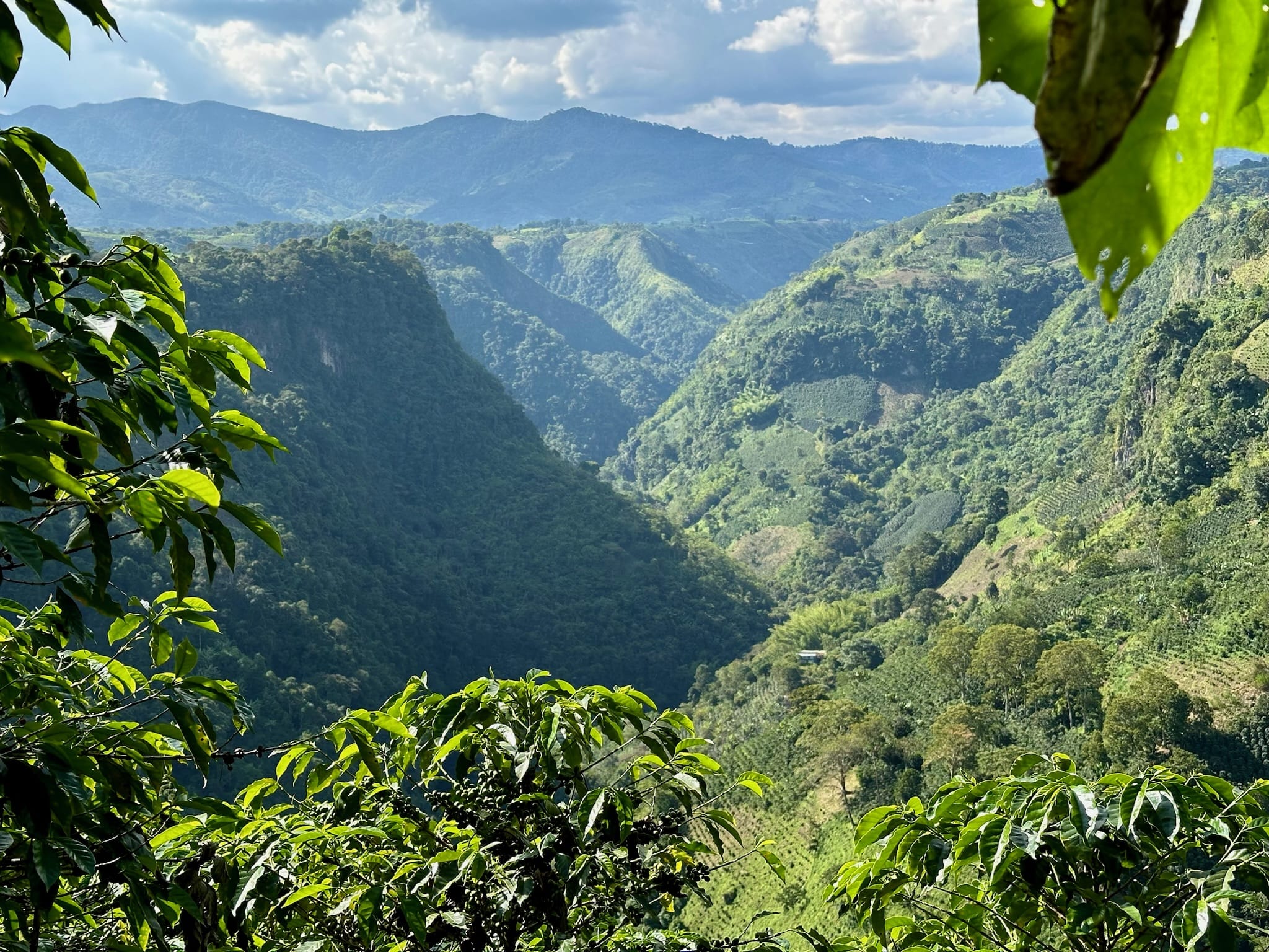 El Chaferote | Pink Bourbon - Image 14