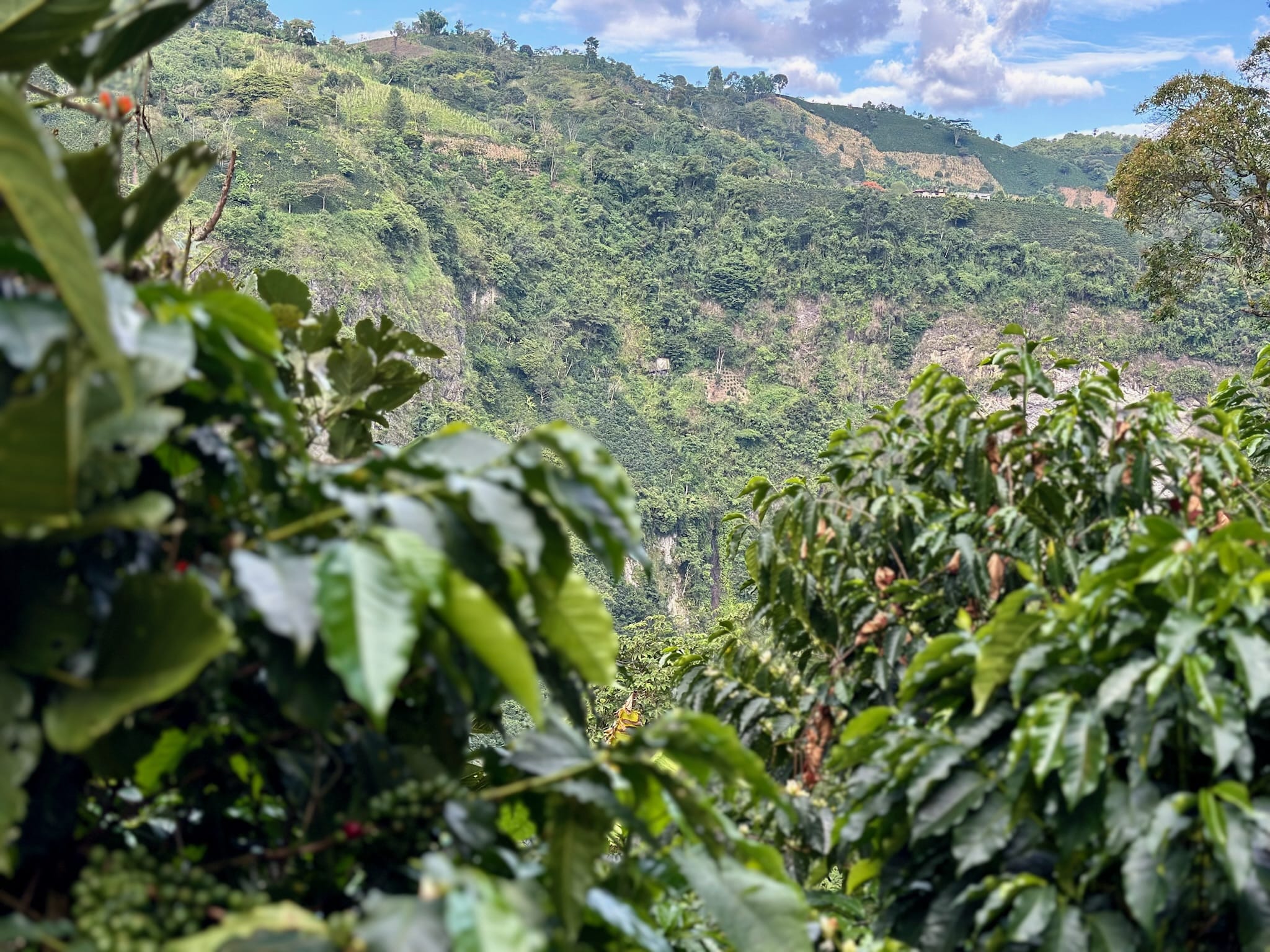 El Chaferote | Pink Bourbon - Image 17