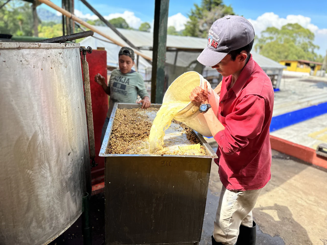 Pineapple Process - Image 10