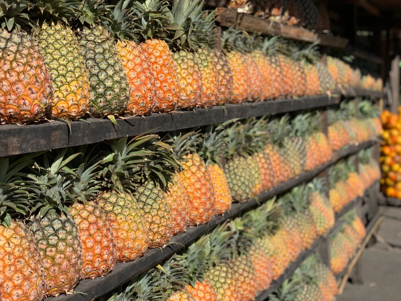 Pineapple Process - Image 7