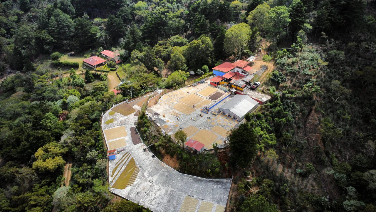 Gesha Santa Ana - Image 4